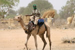 From Camp David to Darfur, With 17 Camels